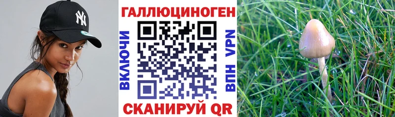 мега онион  Курчатов  Галлюциногенные грибы Psilocybe  как найти закладки 